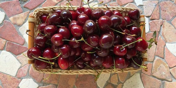 Češnje niso le izjemno okusne, v njih se skrivajo številni zdravju prijazni atributi