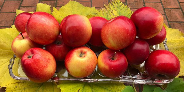 Jabolko, »rdeče zlato« – okusna in sočna, dokazano priporočljiva pot do boljšega zdravja 