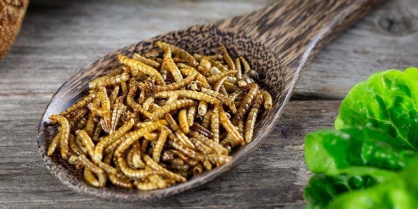 Kako bomo vedeli, kateri prehranski izdelki bodo v prihodnje tudi v Sloveniji »obogateni« z beljakovinskimi dodatki iz (za zdaj štirih) žuželk?
