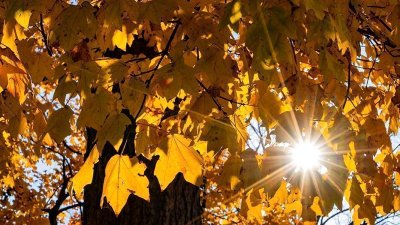 Pomanjkanje vitamina D vpliva na nastanek rahitisa, osteomalacije, osteoporoze, akutnih okužb dihal, avtoimunskih obolenj, pri starejših povečuje pogostost padcev in zlomov ...