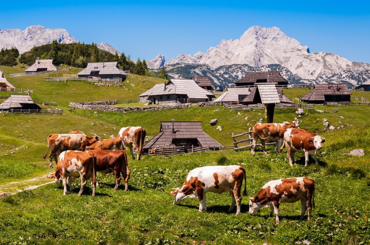 Velika planina