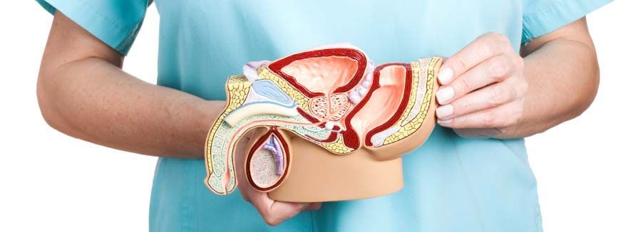 anatomski model moških spolnih organov