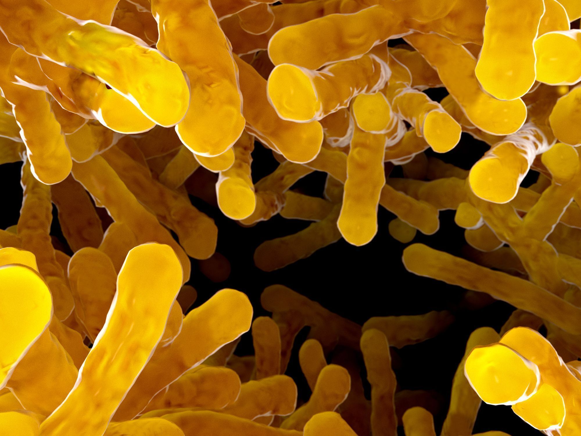 bakterija, ki povzroča tuberkulozo
